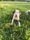 American Pit Bull Terrier Puppies for sale in Suffolk, VA, USA. price: $350