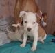 American Pit Bull Terrier Puppies for sale in La Marque, TX, USA. price: $150