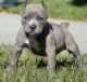 American Pit Bull Terrier Puppies for sale in Los Angeles, CA 90017, USA. price: NA
