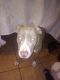 American Pit Bull Terrier Puppies for sale in Tampa, FL, USA. price: NA
