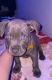 American Pit Bull Terrier Puppies for sale in Los Angeles, CA, USA. price: $500