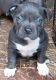 American Pit Bull Terrier Puppies for sale in Pine Bluff, AR, USA. price: NA