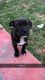 American Pit Bull Terrier Puppies for sale in Compton, CA, USA. price: $160