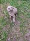 American Pit Bull Terrier Puppies for sale in Pocomoke City, MD 21851, USA. price: $350