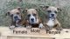 American Pit Bull Terrier Puppies for sale in Sinton, TX 78387, USA. price: $500