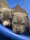 American Pit Bull Terrier Puppies for sale in Francis Lee Dr, Virginia Beach, VA 23452, USA. price: NA
