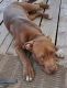 American Pit Bull Terrier Puppies for sale in Milwaukee, WI, USA. price: $450