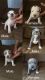 American Pit Bull Terrier Puppies for sale in Hemet, CA, USA. price: $200