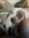 American Pit Bull Terrier Puppies for sale in Los Angeles, CA, USA. price: $700