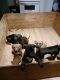 American Pit Bull Terrier Puppies for sale in Trenton, NJ 08618, USA. price: $1,500