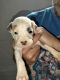 American Pit Bull Terrier Puppies for sale in McKeesport, PA, USA. price: $600