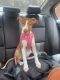 American Pit Bull Terrier Puppies for sale in Buckhead, Atlanta, GA, USA. price: $600