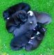 American Pit Bull Terrier Puppies for sale in Mableton, GA, USA. price: $400