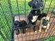 American Pit Bull Terrier Puppies for sale in Montgomery, AL 36109, USA. price: NA