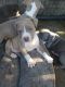 American Pit Bull Terrier Puppies for sale in Lodi, CA, USA. price: $900