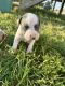 American Pit Bull Terrier Puppies for sale in Suffolk, VA 23432, USA. price: $350