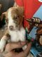 American Pit Bull Terrier Puppies for sale in Allentown, PA, USA. price: NA