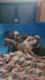 American Pit Bull Terrier Puppies for sale in Durham, NC, USA. price: NA