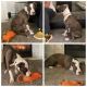 American Pit Bull Terrier Puppies for sale in Torrington, CT 06790, USA. price: $1,000