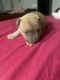 American Pit Bull Terrier Puppies for sale in Ball Ground, GA 30107, USA. price: NA