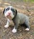 American Pit Bull Terrier Puppies for sale in Goldsboro, MD 21636, USA. price: NA