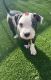 American Pit Bull Terrier Puppies for sale in Fontana, CA, USA. price: $350