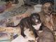 American Pit Bull Terrier Puppies for sale in St. Petersburg, FL, USA. price: $200