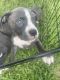 American Pit Bull Terrier Puppies for sale in Pompano Beach, FL 33093, USA. price: $850