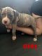 American Pit Bull Terrier Puppies for sale in Broomfield, CO, USA. price: NA