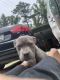 American Pit Bull Terrier Puppies for sale in Lithia Springs, GA, USA. price: $500