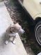 American Pit Bull Terrier Puppies for sale in Atlanta, GA, USA. price: $400