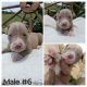 American Pit Bull Terrier Puppies for sale in Mayport, PA 16240, USA. price: $400