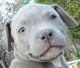 American Pit Bull Terrier Puppies for sale in Berry Creek, CA 95916, USA. price: NA