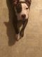 American Pit Bull Terrier Puppies for sale in Pooler, GA, USA. price: $300