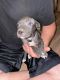 American Pit Bull Terrier Puppies for sale in Yuma, AZ, USA. price: $500