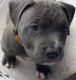 American Pit Bull Terrier Puppies for sale in Pomeroy, OH 45769, USA. price: $1,200