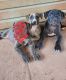 American Pit Bull Terrier Puppies for sale in McDonough, GA 30253, USA. price: $275