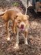 American Pit Bull Terrier Puppies for sale in Concord, NC 28025, USA. price: $150