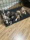 American Pit Bull Terrier Puppies for sale in Augusta, GA, USA. price: $400