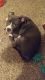 American Pit Bull Terrier Puppies for sale in O'Fallon, MO, USA. price: $2,000