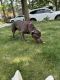 American Pit Bull Terrier Puppies for sale in 1919 Haviland Dr, Union, NJ 07083, USA. price: NA