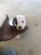 American Pit Bull Terrier Puppies for sale in Georgetown, KY 40324, USA. price: $600