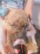 American Pit Bull Terrier Puppies for sale in Kettle Falls, WA 99141, USA. price: NA