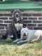 American Pit Bull Terrier Puppies for sale in Detroit, MI, USA. price: NA