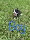 American Pit Bull Terrier Puppies for sale in Humble, TX, USA. price: NA