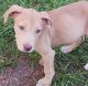 American Pit Bull Terrier Puppies for sale in Doyline, LA 71023, USA. price: $100
