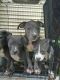 American Pit Bull Terrier Puppies for sale in Norfolk, VA 23518, USA. price: $245