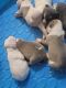 American Pit Bull Terrier Puppies for sale in Cleveland, OH 44102, USA. price: $500