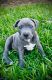 American Pit Bull Terrier Puppies for sale in Whittier, CA, USA. price: NA