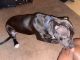 American Pit Bull Terrier Puppies for sale in Waynesboro, GA 30830, USA. price: $350